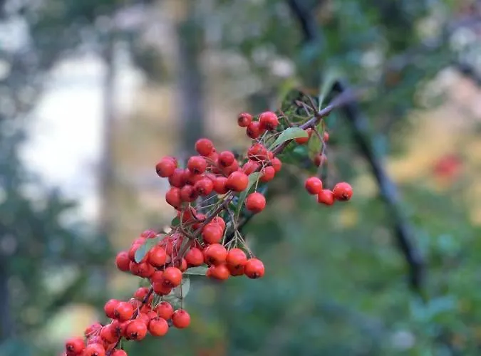 Ferienhaus Nadine 2023 Komplett Saniert *